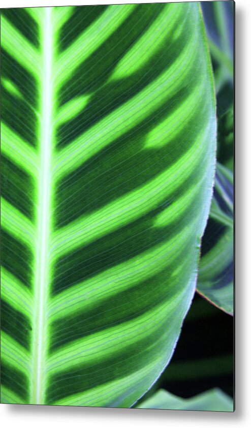 Abstract Metal Print featuring the photograph Zebra Green by James Knight
