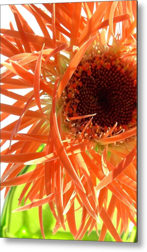 Gerbera Photographs Metal Print featuring the photograph 0692c-006 by Kimberlie Gerner Wells