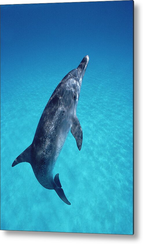 00086967 Metal Print featuring the photograph Atlantic Spotted Dolphin Portrait #1 by Flip Nicklin