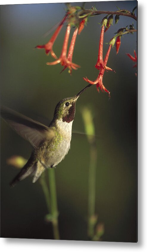 00170200 Metal Print featuring the photograph Broad Tailed Hummingbird Feeding #1 by Tim Fitzharris