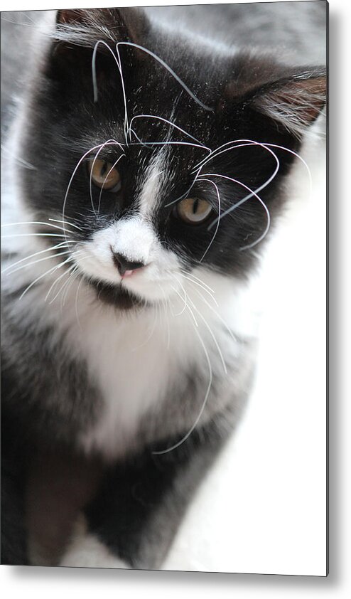 Animals Metal Print featuring the photograph Cat in Chaotic Thought #1 by Carrie Godwin