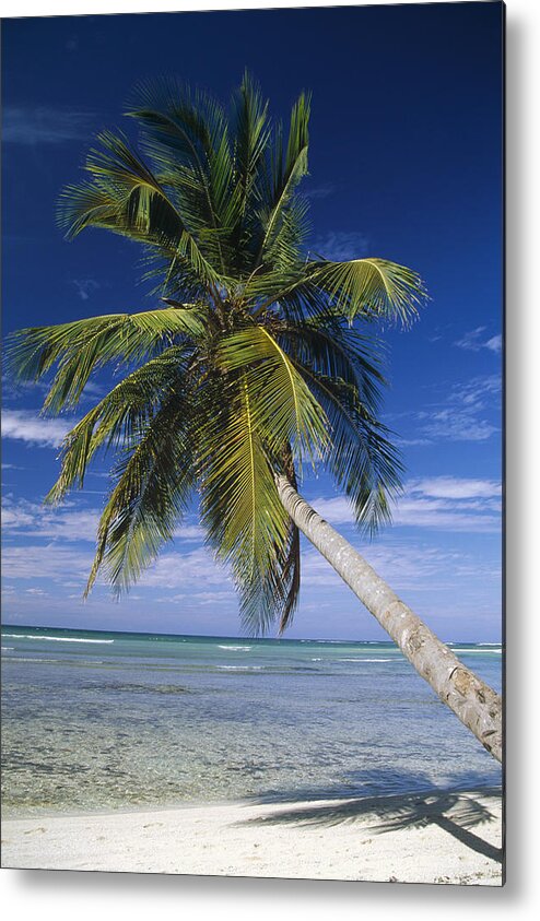 Mp Metal Print featuring the photograph Coconut Palm Cocos Nucifera Trees #1 by Konrad Wothe