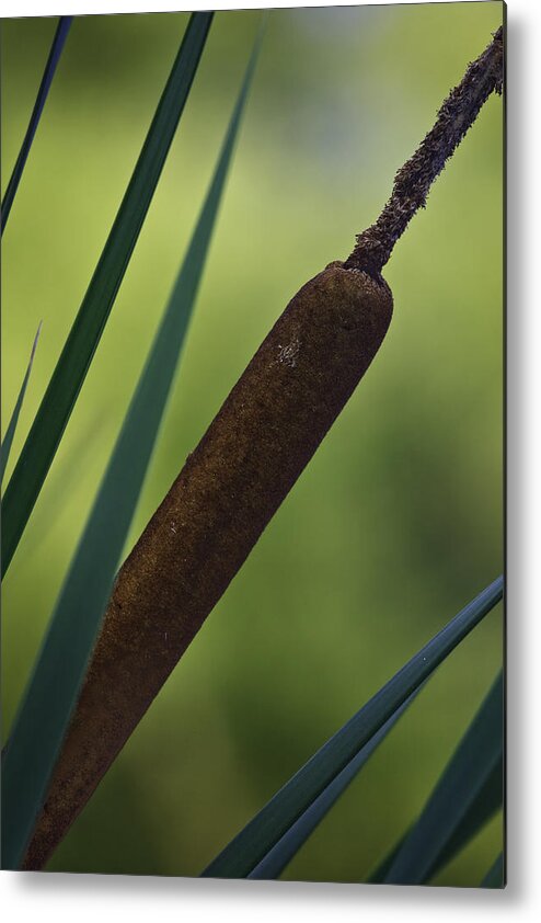 Common Cattail Metal Print featuring the photograph Common Cattail #1 by Perla Copernik