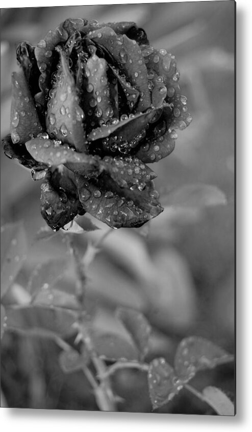 Rose Metal Print featuring the photograph Dewy Black and White Rose 2 by Amy Fose