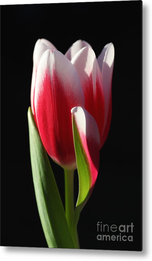 Tulip Metal Print featuring the photograph Elegance #1 by LHJB Photography