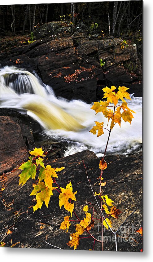 Autumn Metal Print featuring the photograph River flowing through fall forest by Elena Elisseeva