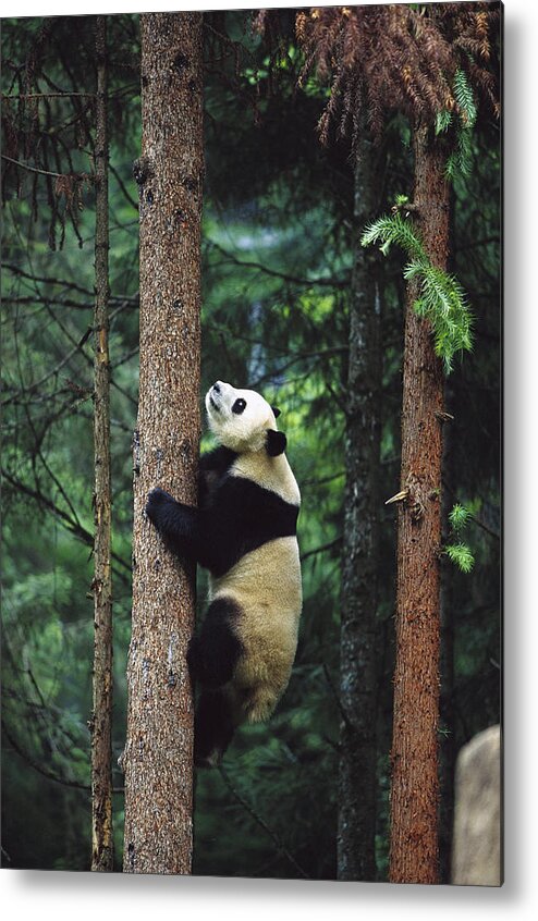Mp Metal Print featuring the photograph Giant Panda Ailuropoda Melanoleuca #1 by Cyril Ruoso