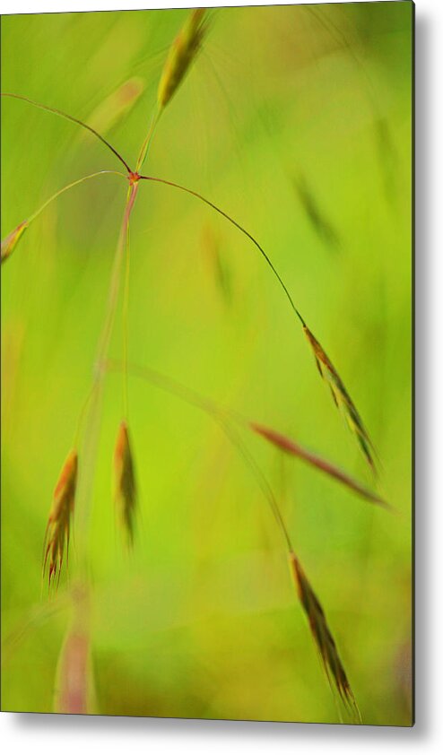 Chartreuse Metal Print featuring the photograph Good Morning #1 by Bonnie Bruno
