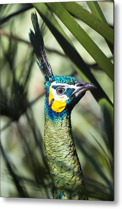 Busch Metal Print featuring the photograph I am Looking At You Too #1 by Nicholas Evans