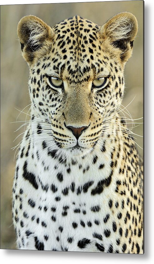 Fn Metal Print featuring the photograph Leopard Panthera Pardus Female #1 by Martin Van Lokven