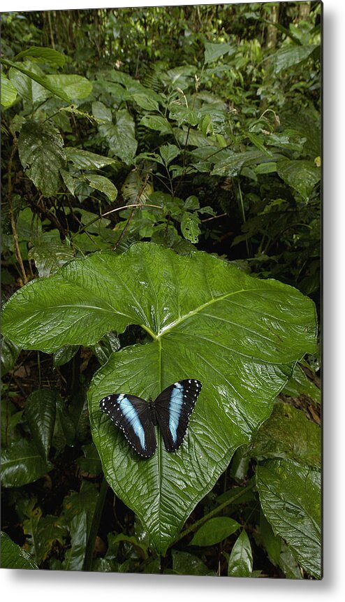 Mp Metal Print featuring the photograph Morpho Butterfly Morpho Achilles #1 by Pete Oxford