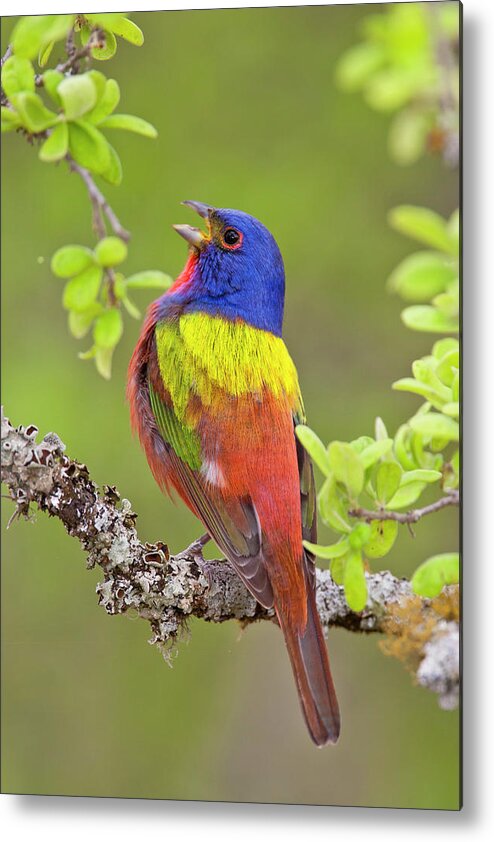 Painted Bunting Metal Print featuring the photograph Painted Bunting Singing 1 #1 by D Robert Franz