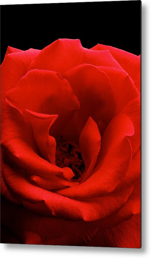 Perla Copernik Metal Print featuring the photograph Photograph of a Red Rose #2 by Perla Copernik