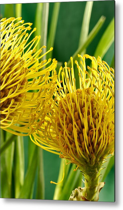 Flowers Metal Print featuring the photograph Picture of a Pincushion Protea #1 by Perla Copernik