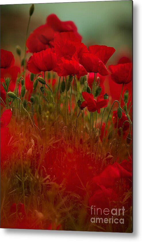 Poppy Metal Print featuring the photograph Poppy Flowers 06 #1 by Nailia Schwarz