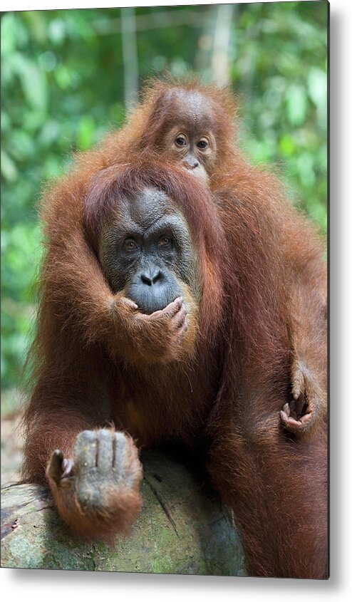 Mp Metal Print featuring the photograph Sumatran Orangutan Pongo Abelii Mother #1 by Suzi Eszterhas