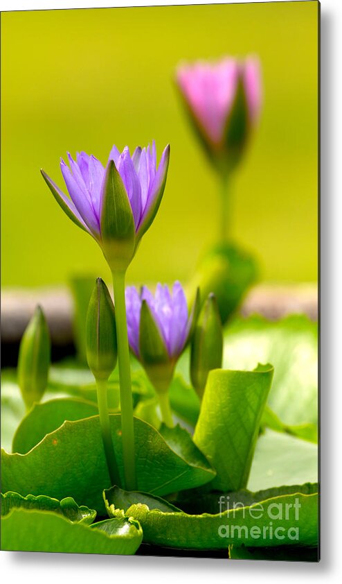 Beautiful Metal Print featuring the photograph Water Lily #1 by Tosporn Preede