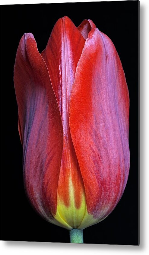 Tulip Metal Print featuring the photograph Tulip (tulipa Gesneriana) #12 by Dr. Nick Kurzenko