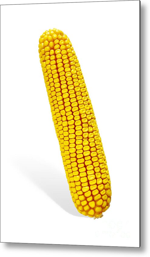 Agriculture Metal Print featuring the photograph Corn Cob #2 by Carlos Caetano