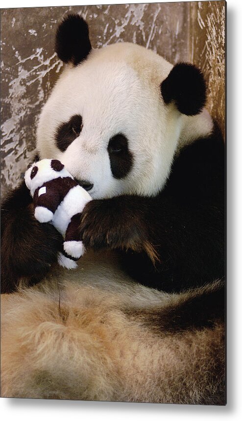 Mp Metal Print featuring the photograph Giant Panda Ailuropoda Melanoleuca #2 by Katherine Feng