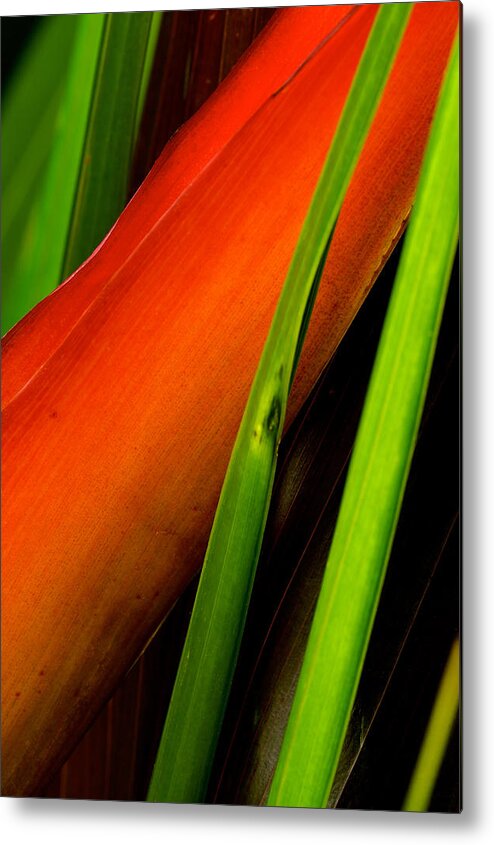 Flowers Metal Print featuring the photograph Photograph of a Parrot Flower Heliconia #2 by Perla Copernik