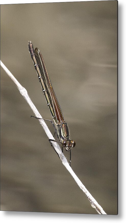 Red Bluet Metal Print featuring the photograph Red Bluet #2 by Betty Depee
