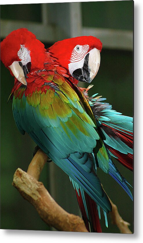 Hovind Metal Print featuring the photograph 2 Red Macaws by Scott Hovind
