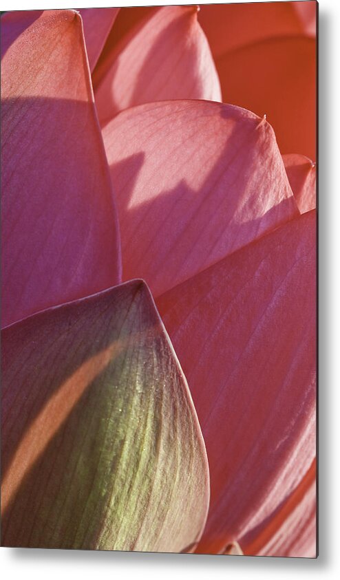 Brilliant Pink Lotus Flower Metal Print featuring the photograph Nelumbo 'Mrs. Perry Slocum' #4 by Perla Copernik