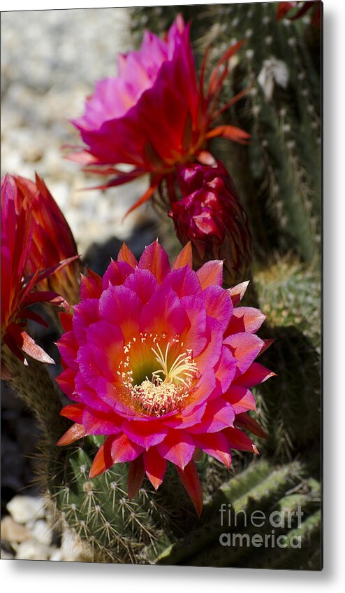 Cactus Metal Print featuring the photograph Pink cactus flowers #3 by Jim And Emily Bush