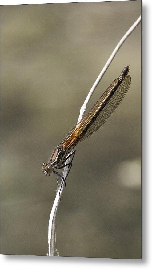 Red Bluet Metal Print featuring the photograph Red Bluet #3 by Betty Depee