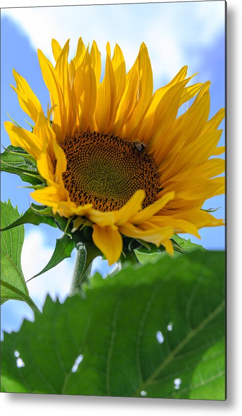 Orange Metal Print featuring the photograph Sunflower #3 by Michael Goyberg
