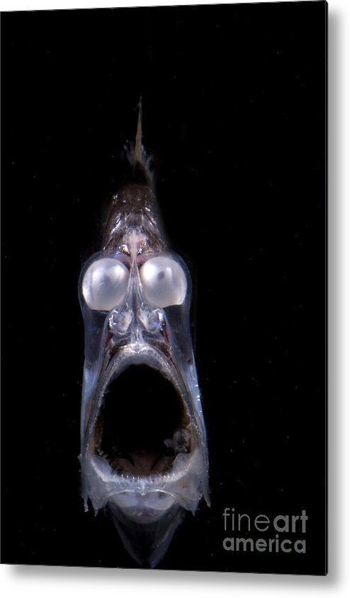 Mesopelagic Metal Print featuring the photograph Deep Sea Hatchetfish #5 by Dante Fenolio