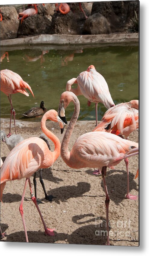 Animals Metal Print featuring the digital art Flamingos #6 by Carol Ailles