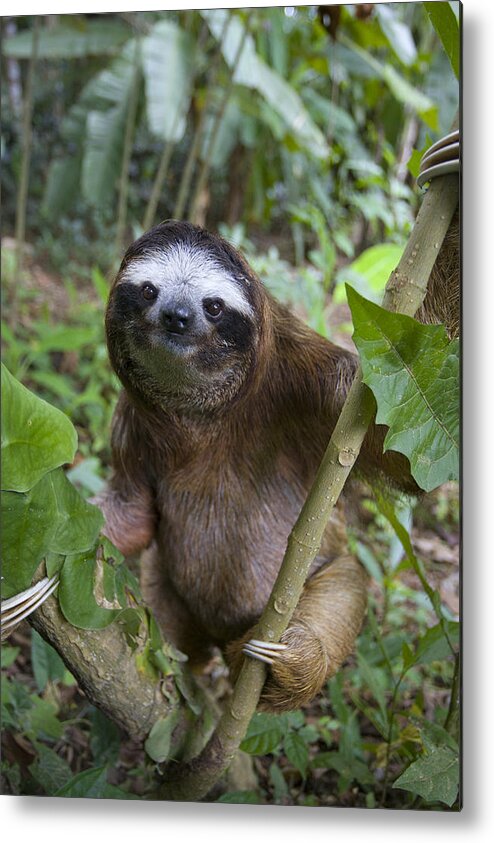 Mp Metal Print featuring the photograph Brown-throated Three-toed Sloth #7 by Suzi Eszterhas