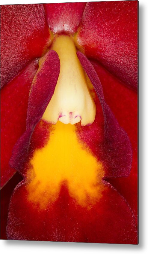 Orchid Metal Print featuring the photograph Exotic Orchids of C Ribet #88 by C Ribet