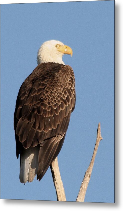 Adult Metal Print featuring the photograph Bald Eagle #9 by Ira Runyan