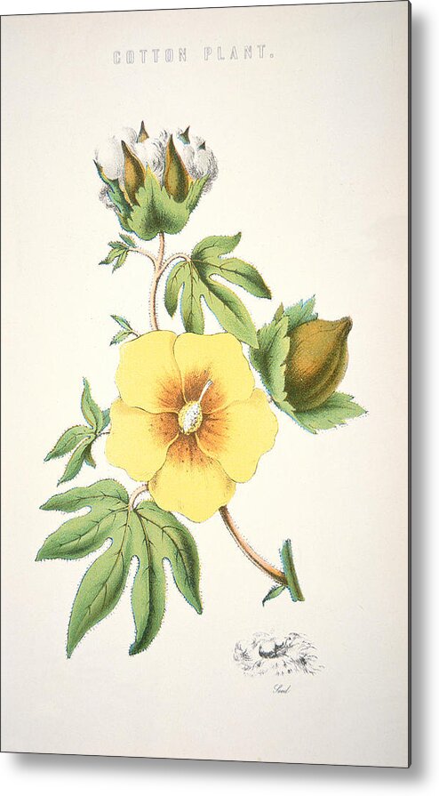 Flower; Agriculture; Agricultural; Crop; Gopypium Arboreum; Branch; Leaf; Bud; Textile; Deep South; Cotton Is King Metal Print featuring the painting A cotton plant by American School