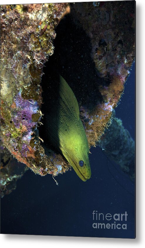 Gymnothorax Funebris Metal Print featuring the photograph A Large Green Moray Eel by Terry Moore
