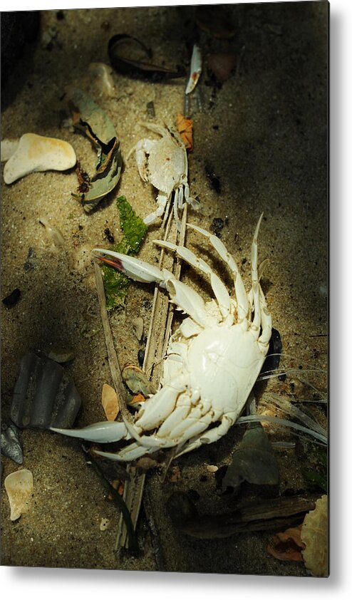 Blue Crab Metal Print featuring the photograph A Time to Shed by Rebecca Sherman