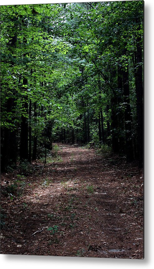 Forest Metal Print featuring the photograph A Walk in the Park by Karen Harrison Brown