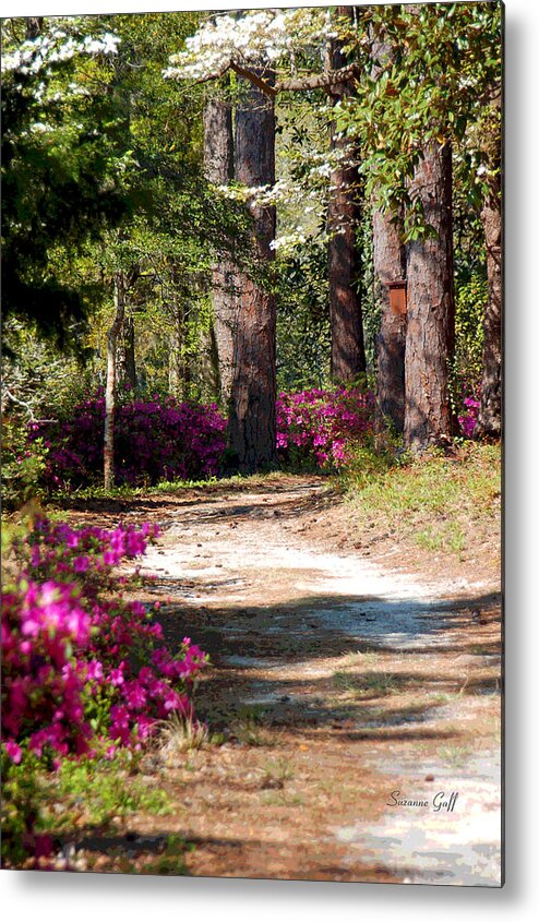 Fine Art Metal Print featuring the photograph A Walk in the Springtime Woods by Suzanne Gaff