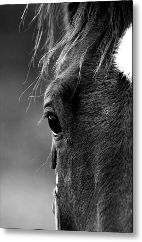 Horse Metal Print featuring the photograph A Watchful Eye by Steve Parr
