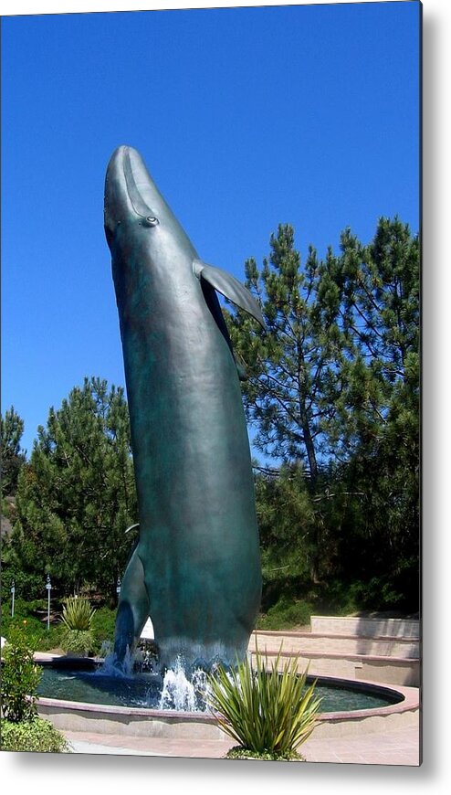 Whales Metal Print featuring the photograph A Whale Too Big For My Pool by Don Struke