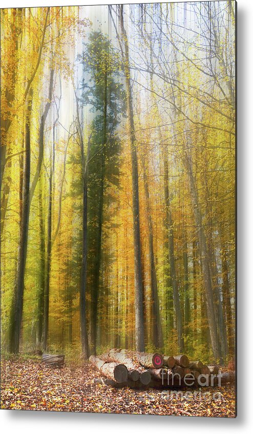 Photograph Metal Print featuring the photograph Abstract Wood by Bruno Santoro