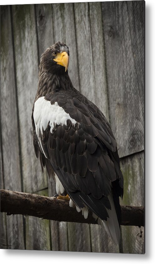 Eagle Metal Print featuring the photograph African Eagle by Rebecca Samler
