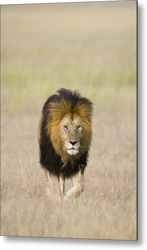 00784082 Metal Print featuring the photograph African Lion on the Savanna by Suzi Eszterhas