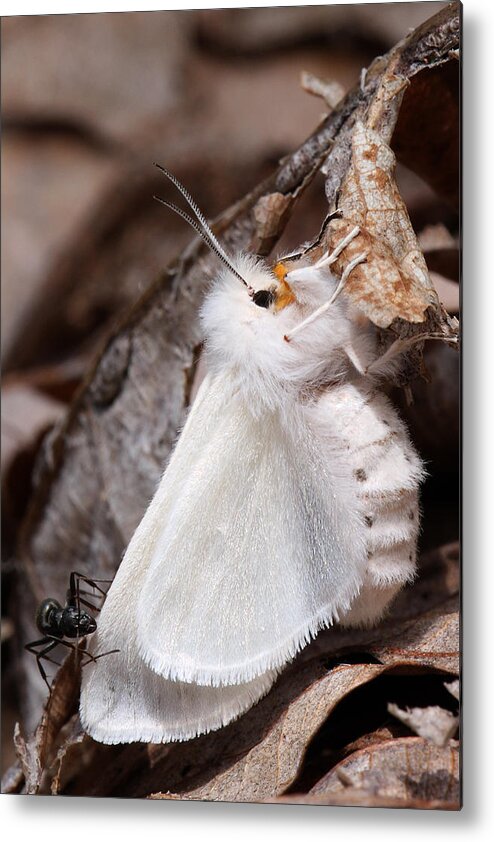 Spilosoma Congrua Metal Print featuring the photograph Agreeable Tiger Moth With Ant by Daniel Reed