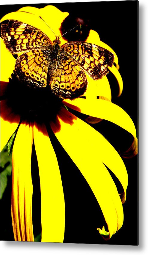 Butterfly Metal Print featuring the photograph All To Myself by Kim Galluzzo