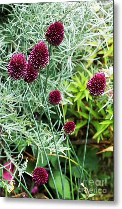 Allium Sphaerocephalum Metal Print featuring the photograph Allium Sphaerocephalum Flowers by Archie Young