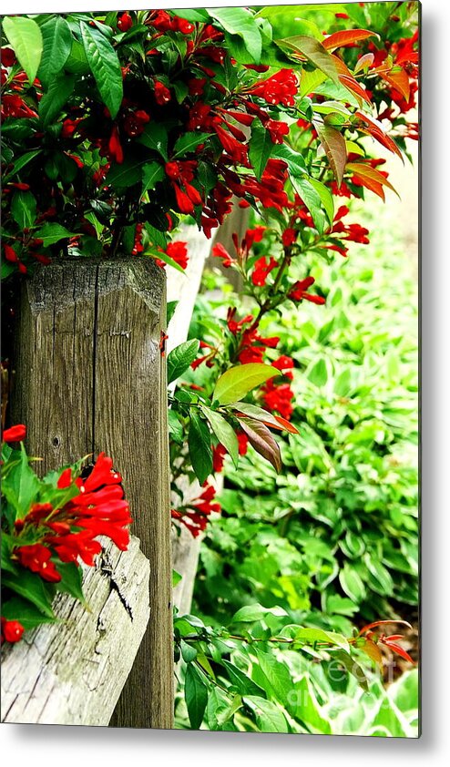 Flowers.fence Posts. Flowers And Fences Metal Print featuring the photograph Along the Path by Christina A Pacillo